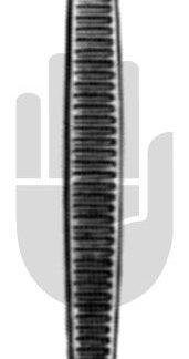 HB3561  ~ Williger Doppellöffel, Fig.0 00, 13,5cm ~