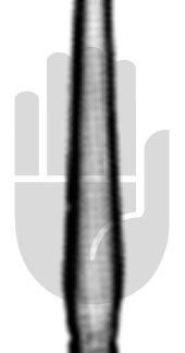 HB7255  ~ Starnadel, gebogen, 12cm ~